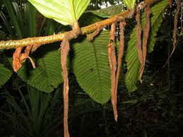 Image result for Dipterocarpaceae