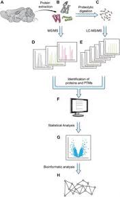 Hours may change under current circumstances Frontiers Advances In Proteomics Allow Insights Into Neuronal Proteomes Molecular Neuroscience