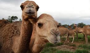 Others were released into the wilderness, where they continue to thrive to. Australia Camels Why Will Australia Cull Its Camel Population World News Express Co Uk