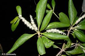 Image result for Terminalia boivinii