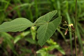 Image result for Rhynchosia divaricata