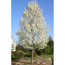 Check spelling or type a new query. Pyrus Calleryana Cleveland Select Ornamental Pear