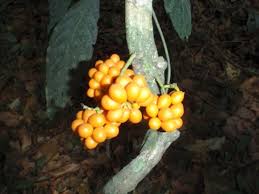 Image result for Tiliacora