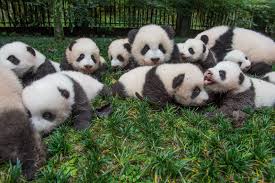 How Pandas Are Making A Comeback Panda Bear Animals Panda