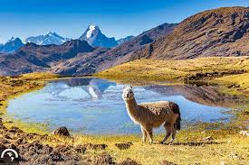 Check spelling or type a new query. Lares Trek To Machu Picchu Adventure Travel Trans Americas Journey