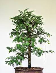Tamarind Bonsai Tamarind Bonsai Flickr