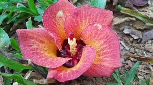 Pokok yang boleh mencapai ketinggian sekitar 3 meter ini mempunyai ciri yang amat digemari oleh pereka landskap dan peminat landskap iaitu bunganya yang berbau wangi. Flower Headland Bunga Tanjung Steemit