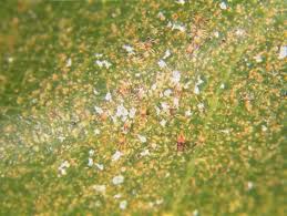 Spider mites are extremely small arthropods, more closely related to spiders than to insects. Spider Mites And Their Control Ohioline