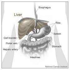 Download scientific diagram | schematic diagram of the normal liver. Lobes Of Liver Wikiwand