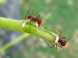 Choose your favorite leaf cutter ant designs and purchase them as wall art, home decor, phone cases, tote bags, and more! Texas Leafcutter Ant Wikipedia