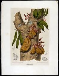 Image result for Englerodendron mengei