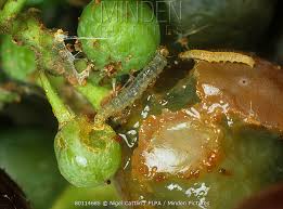 Image result for Lobesia botrana grapevine