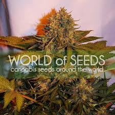 Check spelling or type a new query. Northern Light X Big Bud Ryder Autoflowering Seeds Worldofseeds
