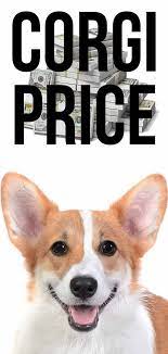 Corgi Price The Cost Of Bringing Home And Raising A Corgi Corgi Price Corgi Cardigan Welsh Corgi Puppies