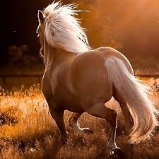 Check spelling or type a new query. What A Beautiful Palomino Horse Horse Wallpaper Horses Palomino Horse