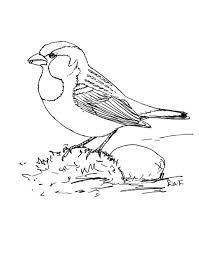 Coloring pages for kids greek mythology. House Sparrow Coloring Page Free Printable Coloring Pages Sparrow Art Bird Drawings Coloring Pages