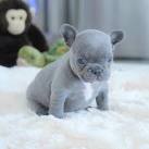 French Bulldog Puppies for Sale in Texas - DogsNow