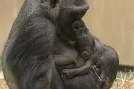 Asia ecommerce awards 2019, hong kong. Munster Zoo Surprised By Gorilla Birth Zooborns