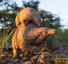 A cyclist spots a baby pangolin on his usual trip and carefully ushers it to safety in a heartwarming video. Haggard Hawks On Twitter A Baby Pangolin Is Called A Pangopup Worldpangolinday