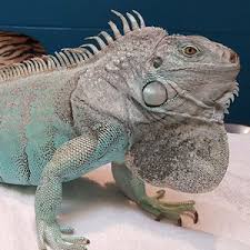 Then, with less frequency, you can add other veggies and flowers. Care And Feeding Of Iguanas Avian And Exotic Animal Hospital