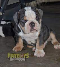 Check spelling or type a new query. Olde English Bulldogge Puppies English Bulldogs Old English Bulldog Breeder Bulldog Puppies For Sale