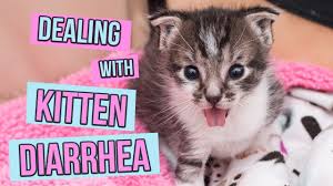 diarrhea kitten lady