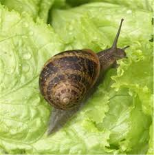 Bei trockenem wetter muss man häufig bier nachfüllen, denn es verdunstet sehr schnell. Den Garten Vor Nacktschnecken Und Schnecken Schutzen Tom Press