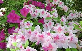 Autumn Twist Encore Azalea Shrubs Azaleas Azalea Shrub Shrubs