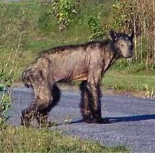 Are Bears Skinny Or Normal Weight Under Their Fur Quora