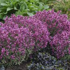 Check spelling or type a new query. 20 Pink Perennials Walters Gardens Inc