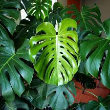 Our Favourite Leaf To Look At Monstera Deliciosa I Think We Might Leaf Work Early Tonight Its Been One Of Th Philodendron Plant Philodendron Monstera Plants