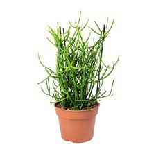 When you're pruning euphorbias (pencil cactus), be cautious of the white sap. Euphorbia Tirucalli Pencil Cactus Hortology
