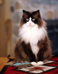 Mingo Is My Beautiful Mink Colored Ragdoll Boy He Has A Gorgeous Brown And White Coat And Big Beautiful Turquoise Colored Eyes Yavru Kediler Kedi Hayvanlar