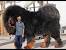 Biggest Dog In The World