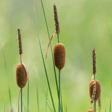 We did not find results for: Plante Aquatique Petite Massette Thypha Minima Pot De 1 Litre Gamm Vert