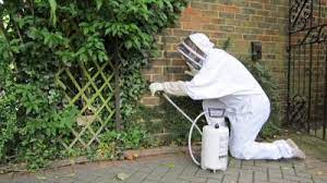 Looking for pest control service in brighton, co? Pest Control Brighton Rodents Insects Proofing