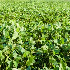 Image result for Brazzeia soyauxii