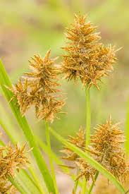 Image result for Cyperus sp. no. 1