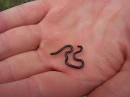 Barbados Threadsnake Leptotyphlops Carlae Smallest Known Snake In The World Animals Of The World Small Pets Miniature Animals