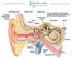 Image result for Inner Ear Decompression Sickness
