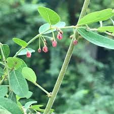 Image result for Phyllanthus udoricola