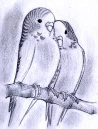 Next you'll draw the beak and the lumpy area around it where the nostrils are. Budgies Sketch By Mondoart On Deviantart
