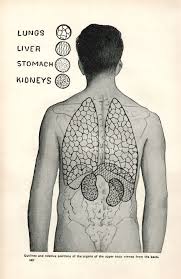 The lungs separate oxygen from the air and remove carbon dioxide from the. Organs From The Back View Stock Photography And Stock Footage