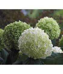 Maybe you would like to learn more about one of these? Schneeball Hortensie Strong Annabelle Dehner