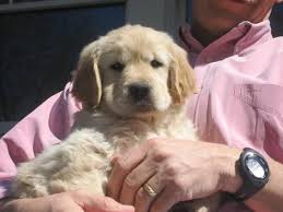We are taking reservation for litter due may eighth please visit xxxxxxxxxx.xxx for basics and pictures when puppies. This Little One Is Going To Have The Most Beautiful Big Head Some Day Golden Retriever Puppies Golden Puppies