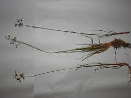 Image result for Fimbristylis