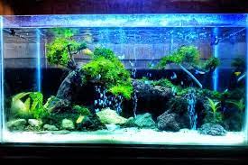 Berryl Aquatic Aquascape Sederhana