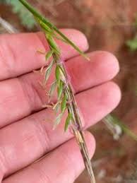 Image result for Heteropogon contortus