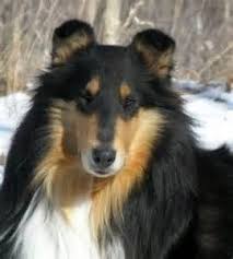 Black And White Rough Collie Puppy Tri Color Collie Rough Collie Sheep Dog Puppy Collie Breeds