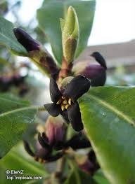 Image result for Pittosporum tenuifolium